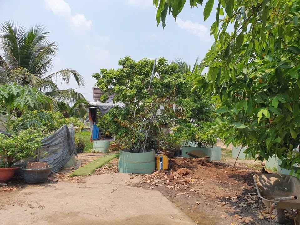 Nhà vườn 1000m² tại Tân Phú Trung, Củ Chi - Giá 4.2 tỷ, sẵn sàng đầu tư!