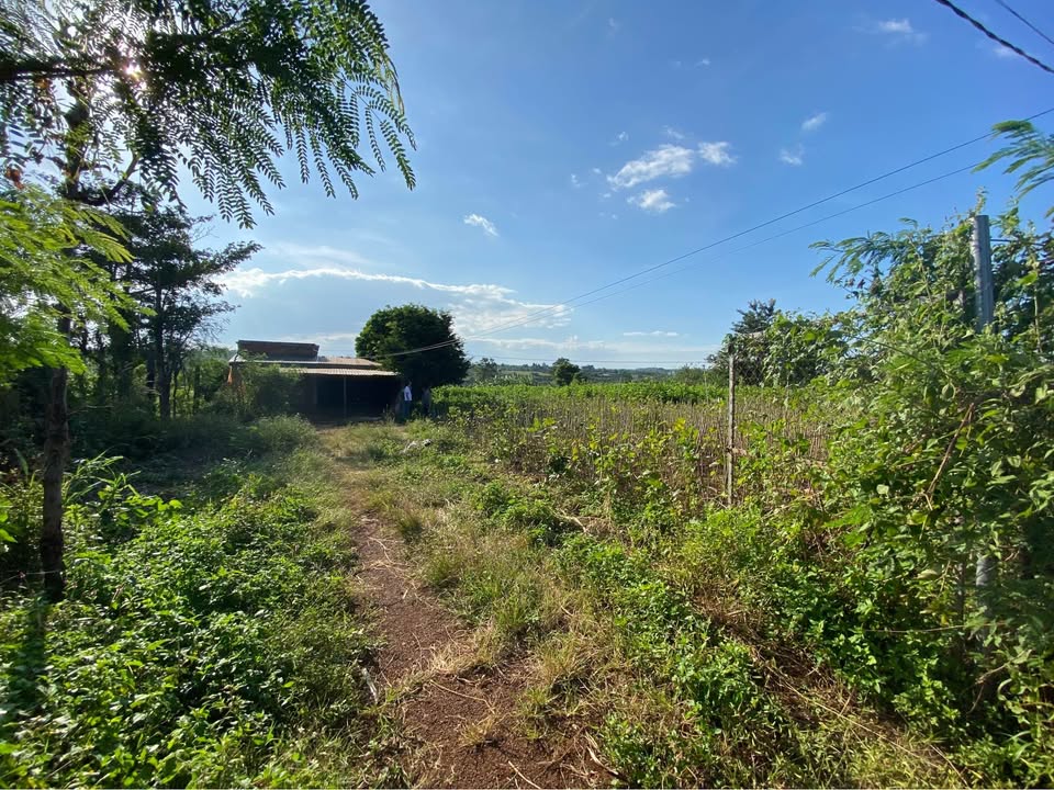 Đất rẫy 6 sào tại Ia Hrú, Chư Pưh, Gia Lai - 2 mặt tiền đẹp, giá chỉ 900 triệu!