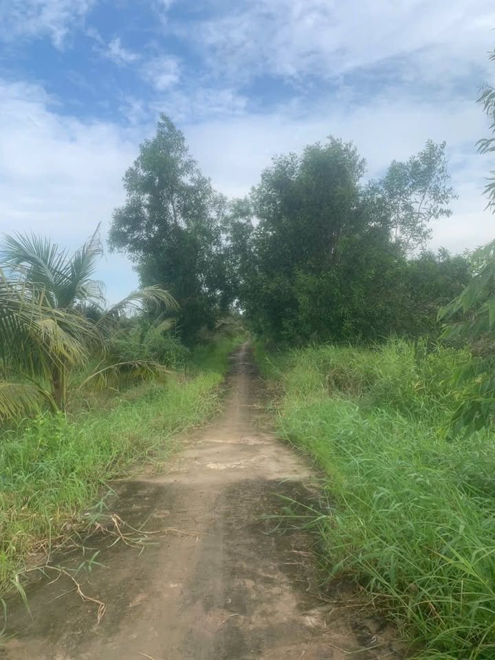 Đất nền 4500m² tại xã Mỹ Hòa, huyện Ba Tri, Bến Tre - Giá chỉ 765 triệu VND!