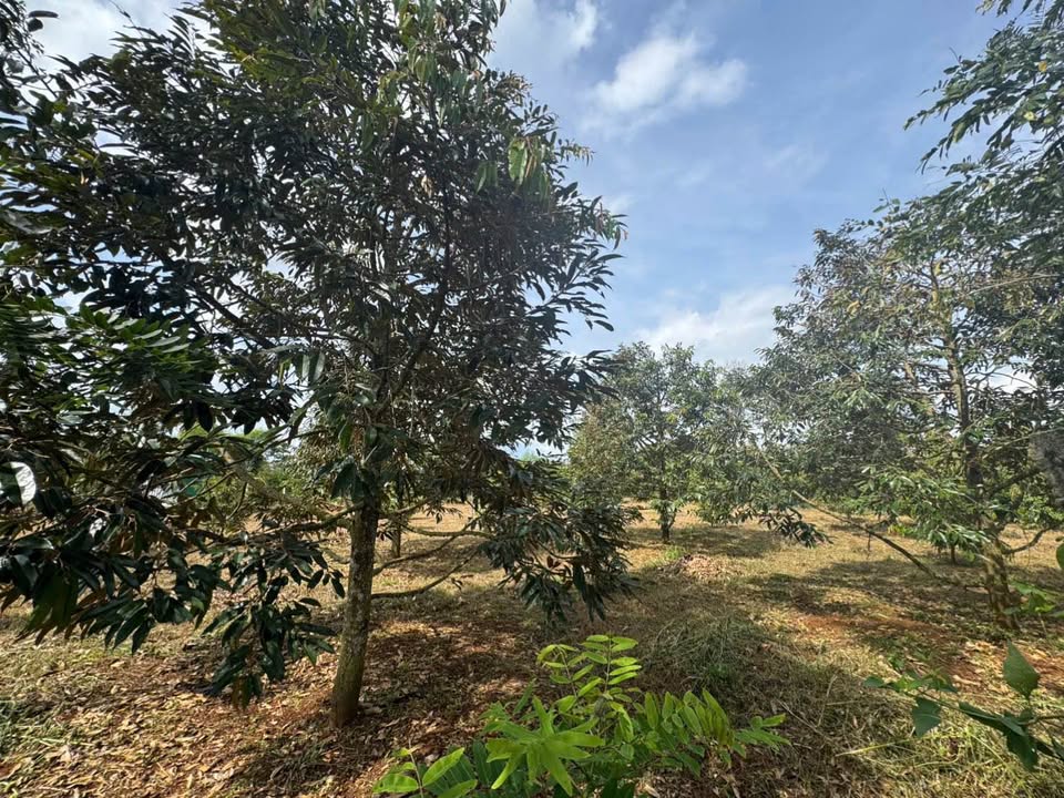 Đất nền hẻm cấp 1 Quốc Lộ 14, xã Cuôr Đăng, 14,400m² - Đầu tư lý tưởng!