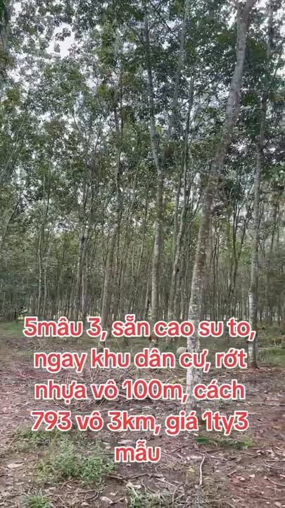 Đất nền 50000m² Tân Hiệp, Tân Châu, Tây Ninh - Giá tốt nhất khu vực!