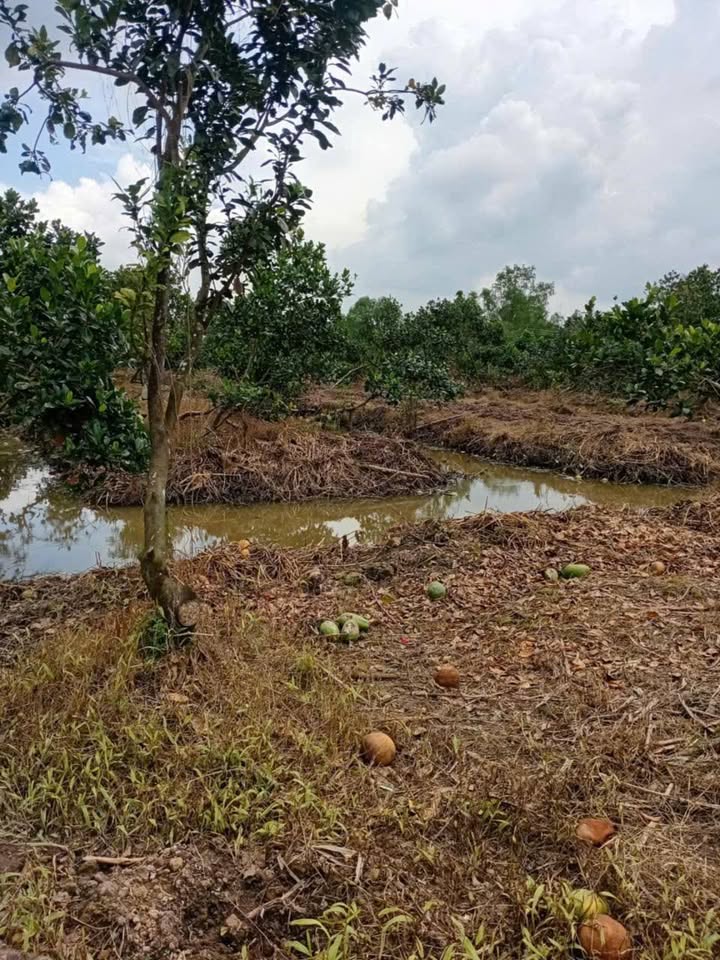 Đất CLN 20,600m² tại xã Tân Mỹ, huyện Trà Ôn - Giá tốt chỉ 4.12 tỷ!