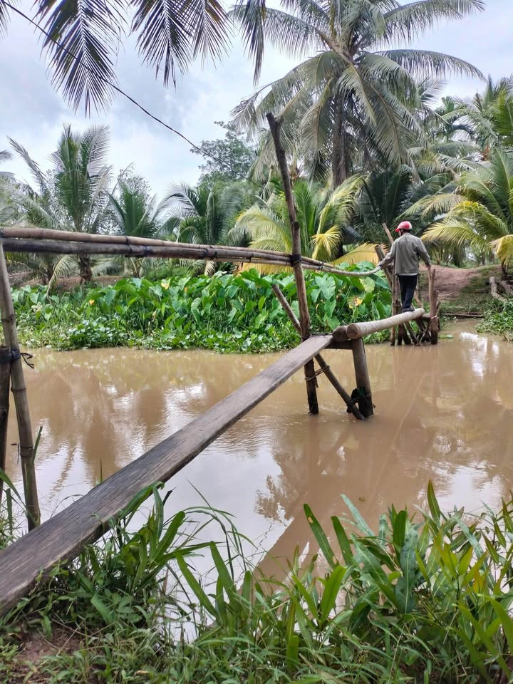 Đất vườn dừa 2000m² tại Châu Hòa, Giồng Trôm chỉ 600 triệu - Tiềm năng đầu tư lớn!