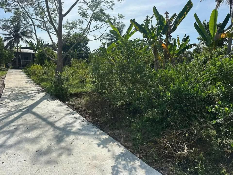 Đất nền Hòa Nghĩa Chợ Lách 850m² giá 430 triệu - Sổ hồng chính chủ ngay!