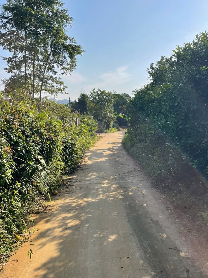 Đất vườn tại Hòa Bình 2500m² giá 1 tỷ - Tặng ngay vườn cam trĩu quả!