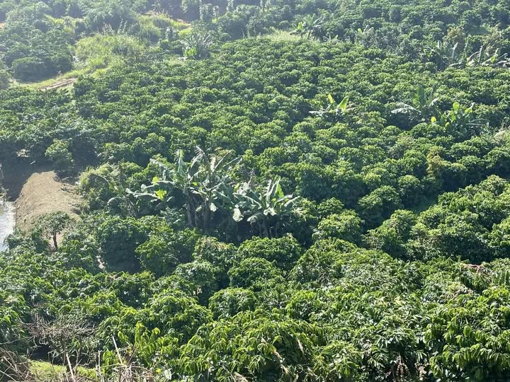 Đất Hòa Bắc, Di Linh 6.200m² giá 2.5 tỷ - Sổ đỏ chính chủ, vị trí thuận lợi!