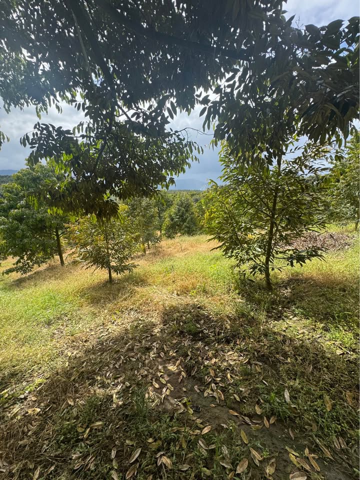 Đất thổ cư Hòa Nam 13776m² giá 6.229 tỷ - Đầu tư sinh lời lý tưởng!