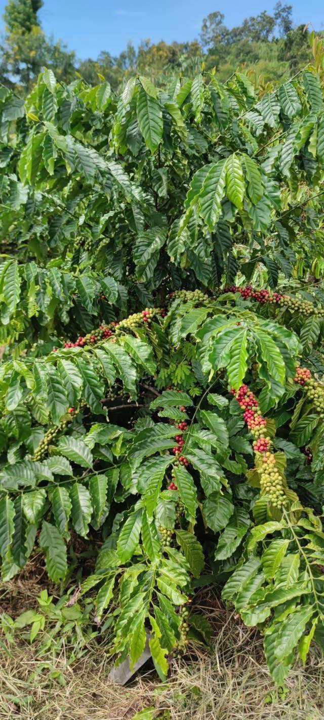 Đất nông nghiệp 7 sào Thống Nhất, Buôn Ma Thuột giá 2.52 tỷ - Đầu tư sinh lời ngay!