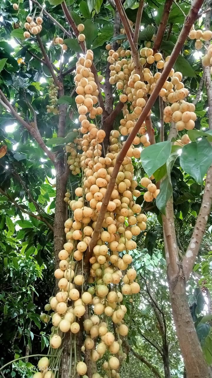 Đất Nghĩa Kỳ Tư Nghĩa 100m² giá 400 triệu - Đường ô tô thoải mái!