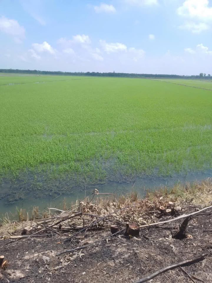 Đất lúa 92 công tại Tân Tây, Thạnh Hóa - Giá chỉ 13.8 tỷ - Cơ hội đầu tư hấp dẫn!