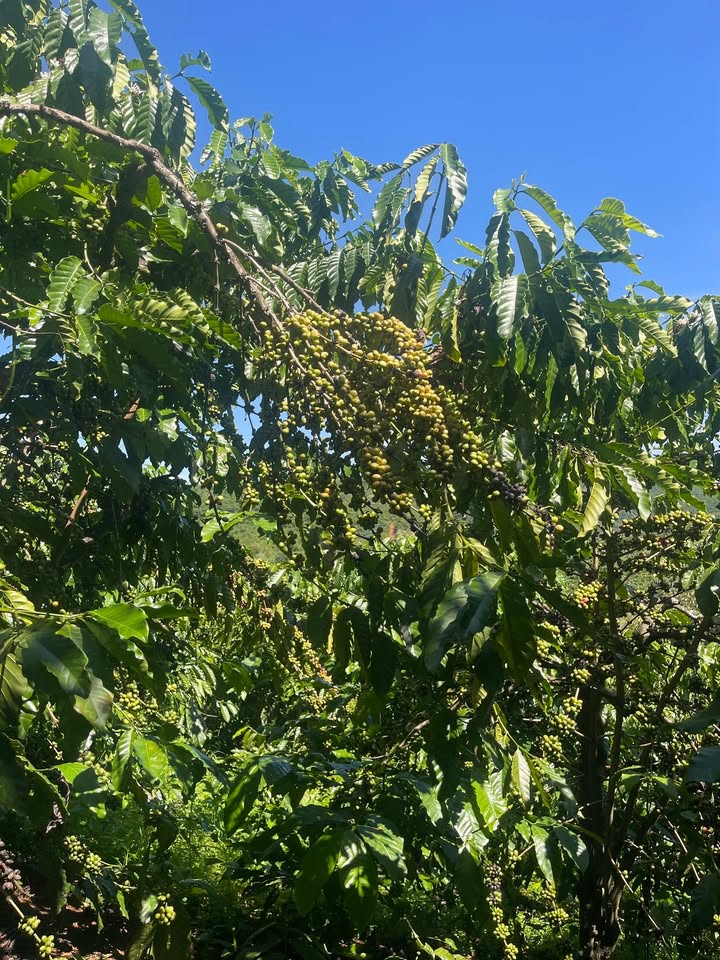 Đất nền Đinh Trang Thượng Di Linh 5000m² giá 2.1 tỷ - Cà phê tốt, mặt đường thuận tiện!