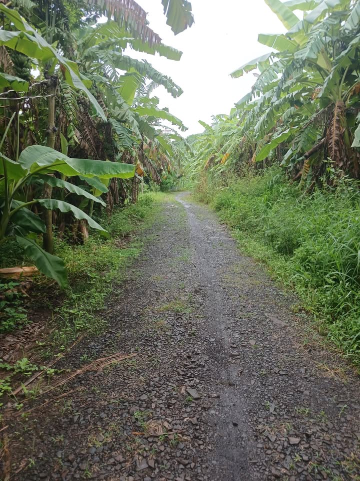 Đất nền xã Quảng Thành, Châu Đức 2016m² giá 800 triệu - Sổ đỏ chính chủ