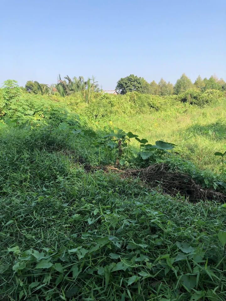 Đất nền 574m² tại xã Mỹ Phước, Mang Thít chỉ 580 triệu - Cơ hội đầu tư tuyệt vời!