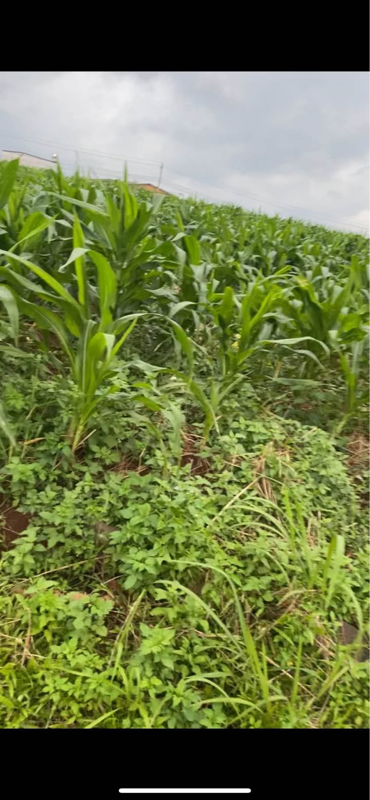 Đất thổ cư Tam Giang 360m² giá 1.5 tỷ - Sát trường học, vị trí đẹp!