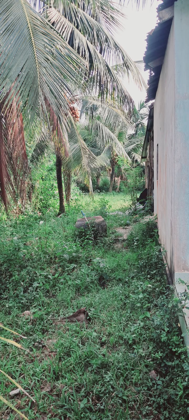 Đất nền 500m² tại Ấp Điền Lợi, Chợ Gạo, Tiền Giang - Giá chỉ 500 triệu!