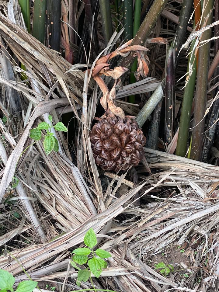 Đất nền Kiểng Phước 195m² giá 280 triệu - Sổ hồng chính chủ, thuận tiện xây dựng!