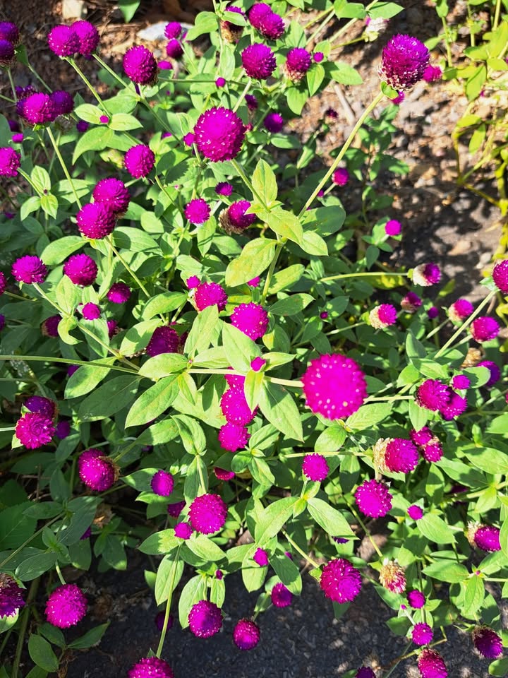 Đất nền Hòa Long Bà Rịa 114,9m² giá 1,5 tỷ - Đầu tư sinh lời ngay!