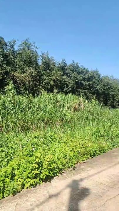 Đất nền Tây Hòa Trảng Bom 100m² chỉ 500 triệu - Sổ riêng, mặt tiền đường bê tông!