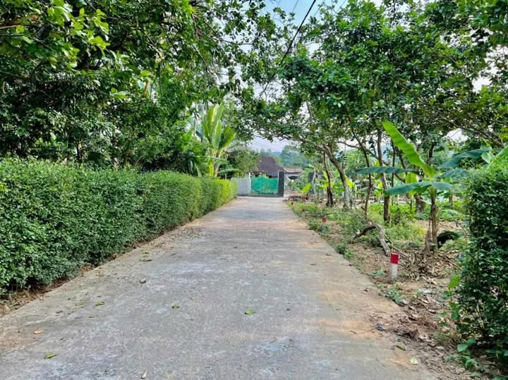 Đất kiệt ô tô Hương Hồ 81m² giá 800 triệu - Sổ hồng chính chủ