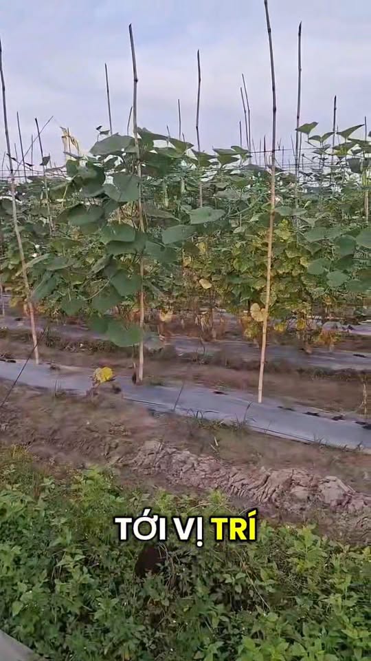 Đất thổ cư 225m² tại Ấp Tân Đông, Tây Ninh - Giá chỉ 199 triệu!