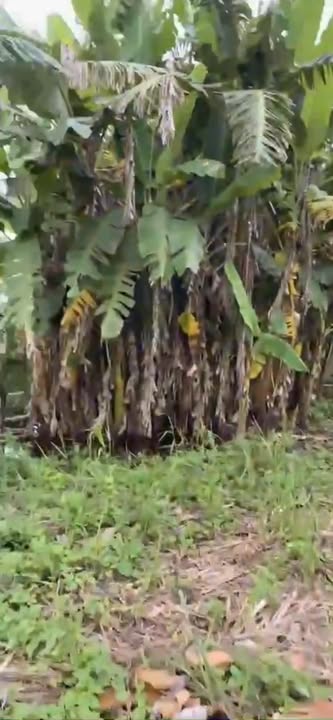 Đất thổ cư 106m² xã Phước Lâm, Cần Giuộc - Đường rộng, 2 mặt tiền, giá tốt!