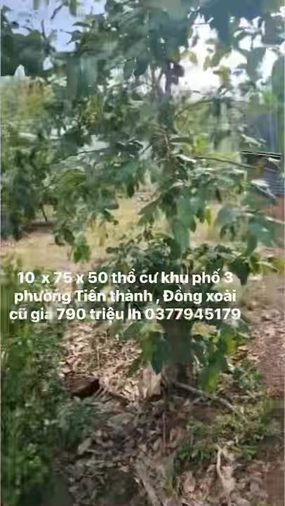 Đất nền Tiến Thành, Đồng Xoài 750m² giá 790 triệu - Cơ hội đầu tư sinh lời!
