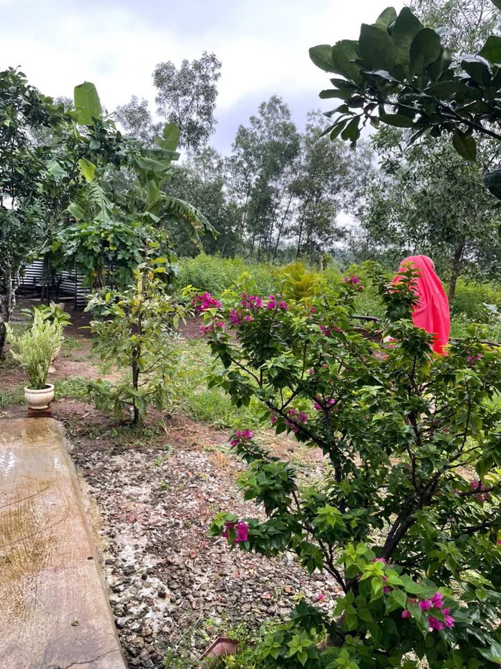 Nhà vườn 421m² tại Tây Hòa, Trảng Bom - Giá 580 triệu, thương lượng chính chủ!