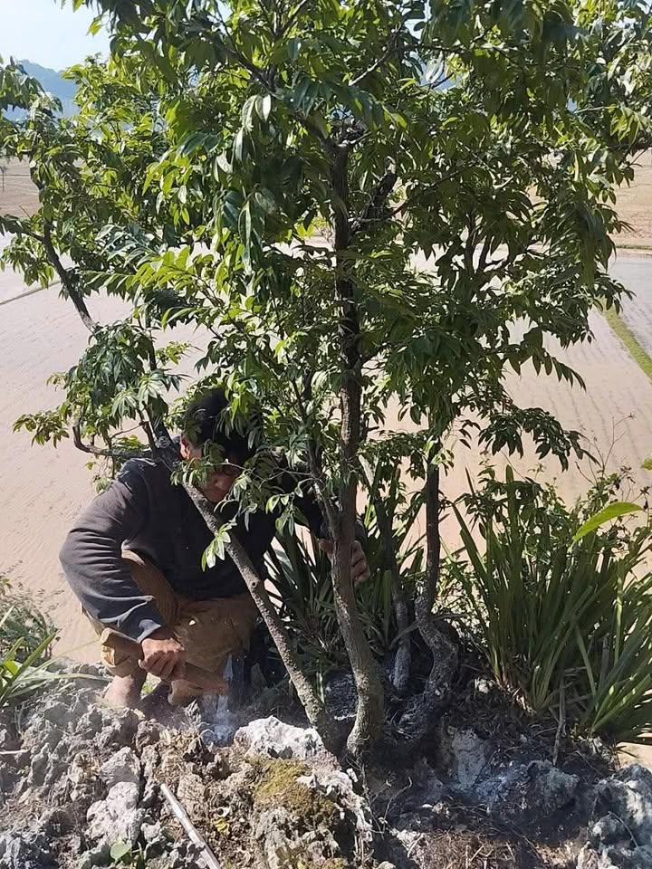 Đất nền Hoằng Giang 120m² giá 1.8 tỷ - Cơ hội đầu tư không thể bỏ lỡ!