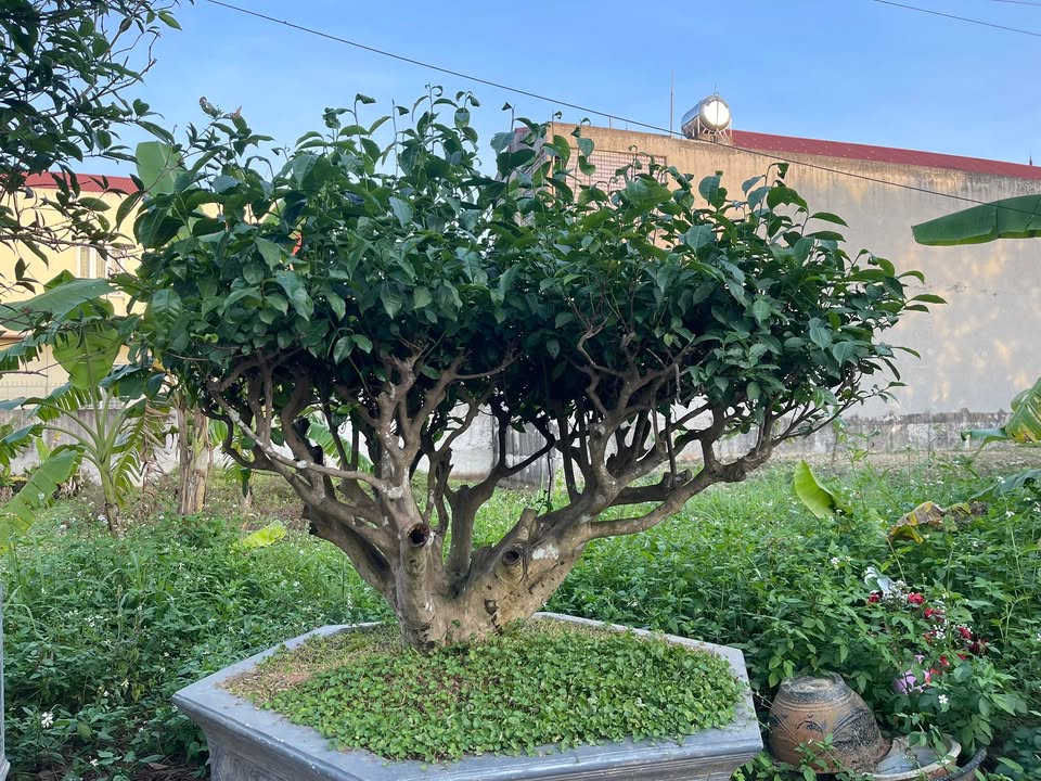 Đất thổ cư Xuân Hồng, Thọ Xuân 161m² giá chỉ 1.1 tỷ - Cơ hội đầu tư tuyệt vời!