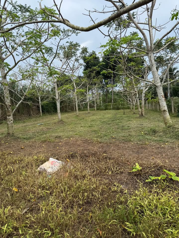 Đất thổ cư 600m² mặt tiền đường 925, Hậu Giang - Giá tốt, đầu tư ngay!