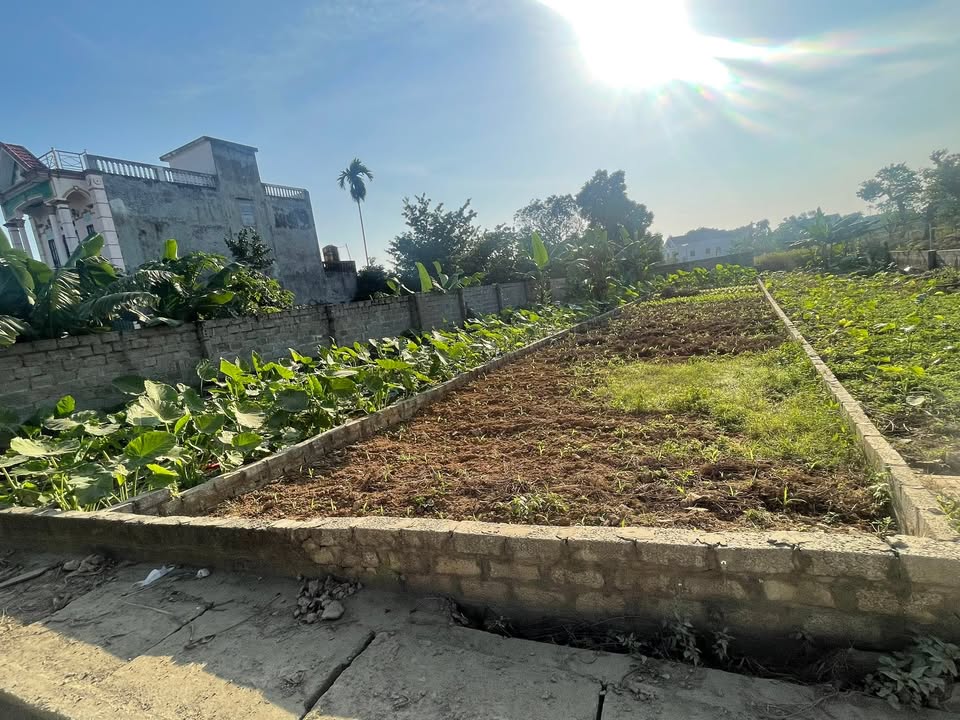 Đất nền 167m² tại Phú Cát, Quốc Oai - Sổ đỏ chính chủ, giá chỉ 3x tỷ!