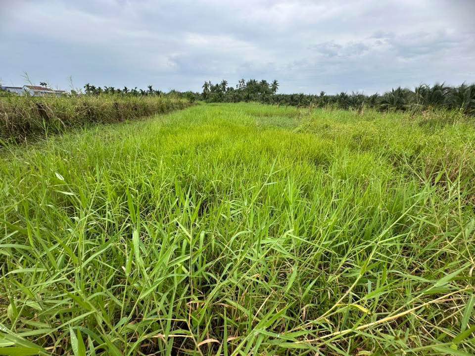 Đất nền 984,5m² tại xã An Vĩnh Ngãi, TP Tân An - Giá chỉ 1,33 tỷ - Sổ đỏ chính chủ!