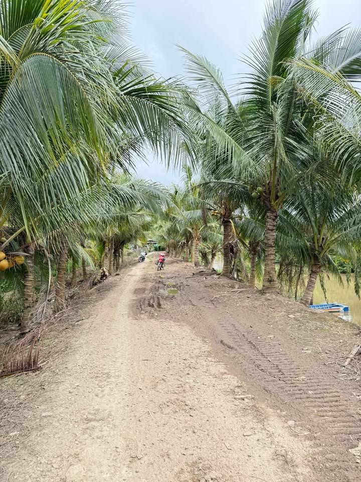 Đất vườn 1.000m² xã Bình Hoà, giá 1.2 tỷ - Mặt tiền kênh lớn, thương lượng!