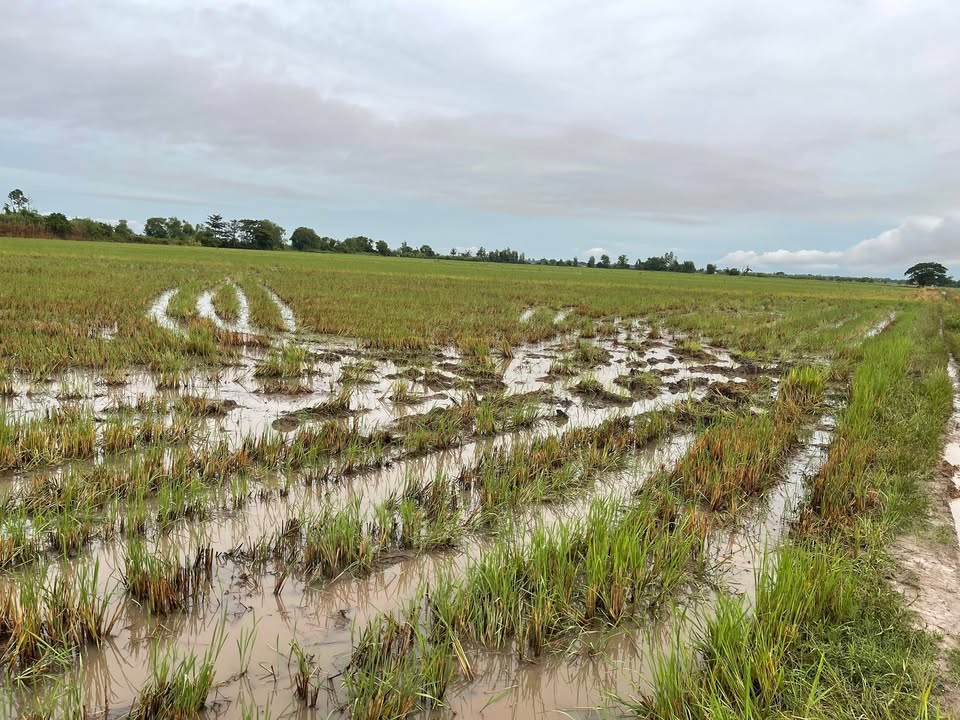 Đất ruộng lúa 3 vụ Tân Hộ Cơ 12000m² giá 1.56 tỷ - Pháp lý rõ ràng, nước tưới thoải mái!