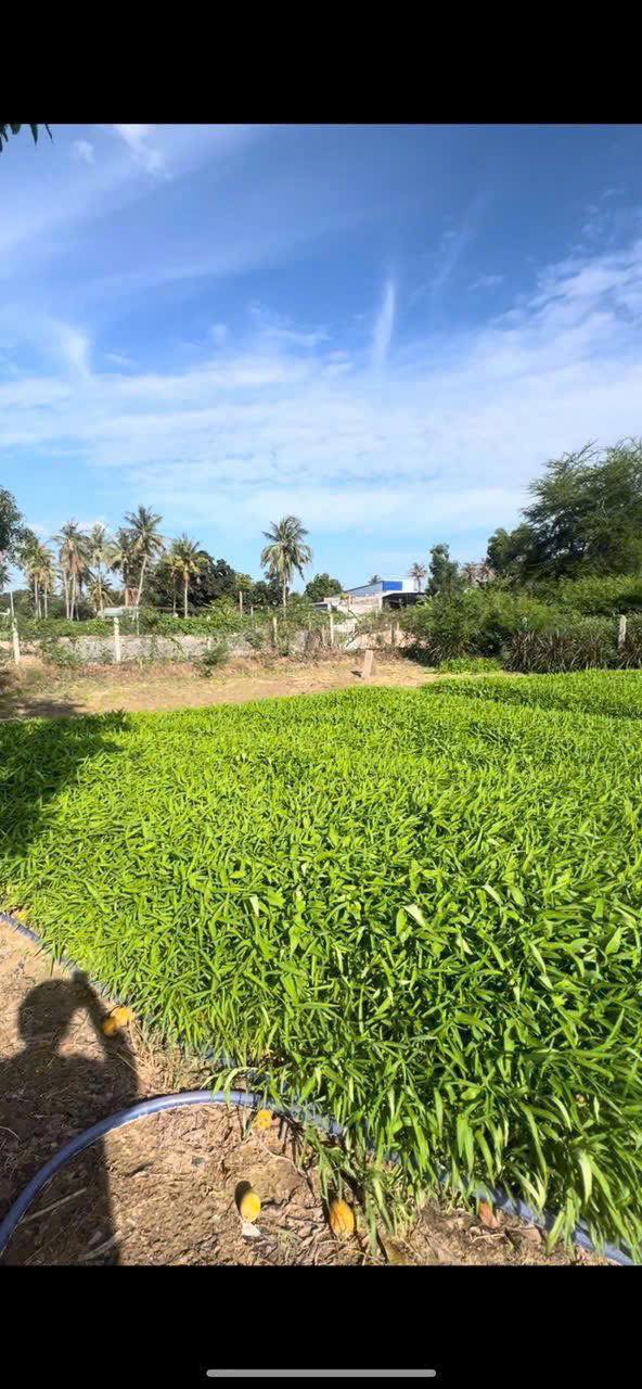 Đất thổ cư Cam Phúc Bắc 763m² giá 5 tỷ - Cơ hội đầu tư hiếm có!