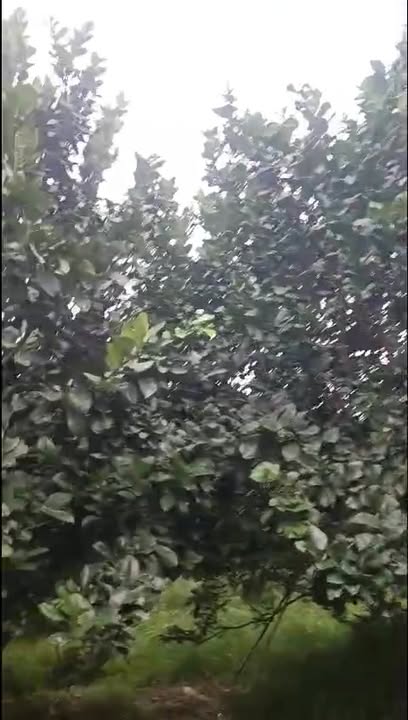 Bán vườn bưởi 3.000m² tại khu tái định cư Bình Lợi - Giá chỉ 9 tỷ!