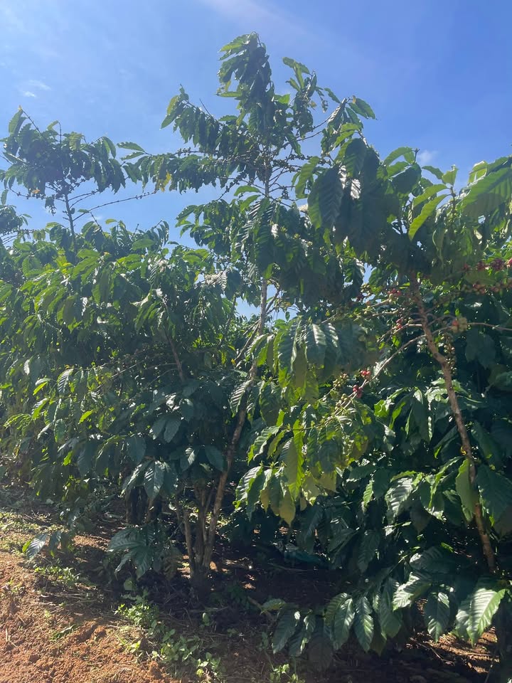 Đất Đinh Trang Thượng 2520m² giá 2.2 tỷ - Đầu tư sinh lời mạnh mẽ!