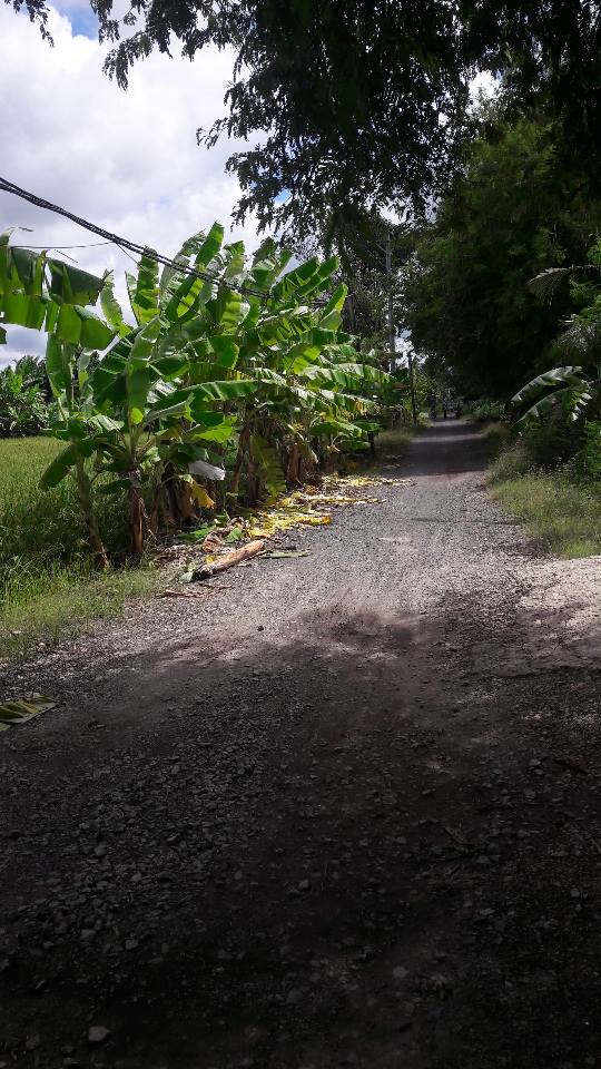 Đất lúa 2110m² đường 30/4, phường Châu Phú, giá 915 triệu - Sổ đỏ chính chủ!