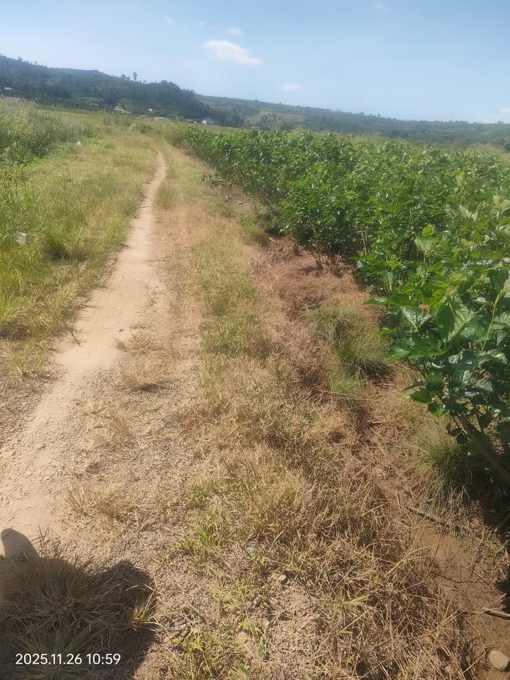 Đất nền Tân Văn 1500m² giá 650 triệu - Cơ hội đầu tư không thể bỏ lỡ!