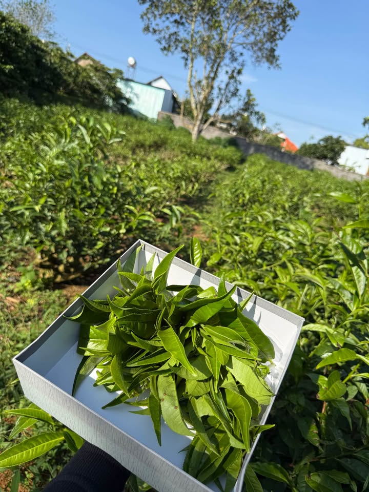 Đất thổ cư Bảo Lâm 400m² giá 1.35 tỷ - Đường nhựa ô tô tận nơi!