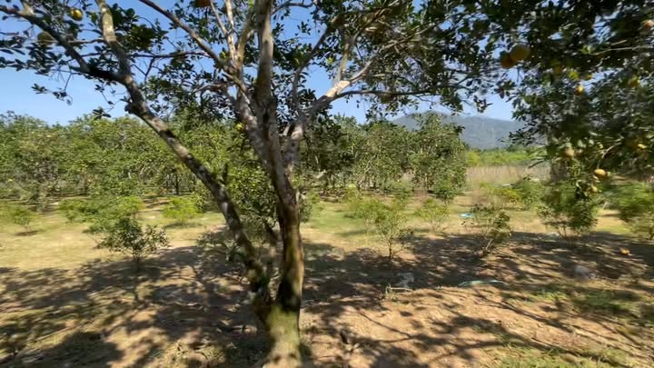 Đất nghỉ dưỡng Xuân Thủy Yên Lập 3900m² giá 1 tỷ - Cơ hội đầu tư tuyệt vời!