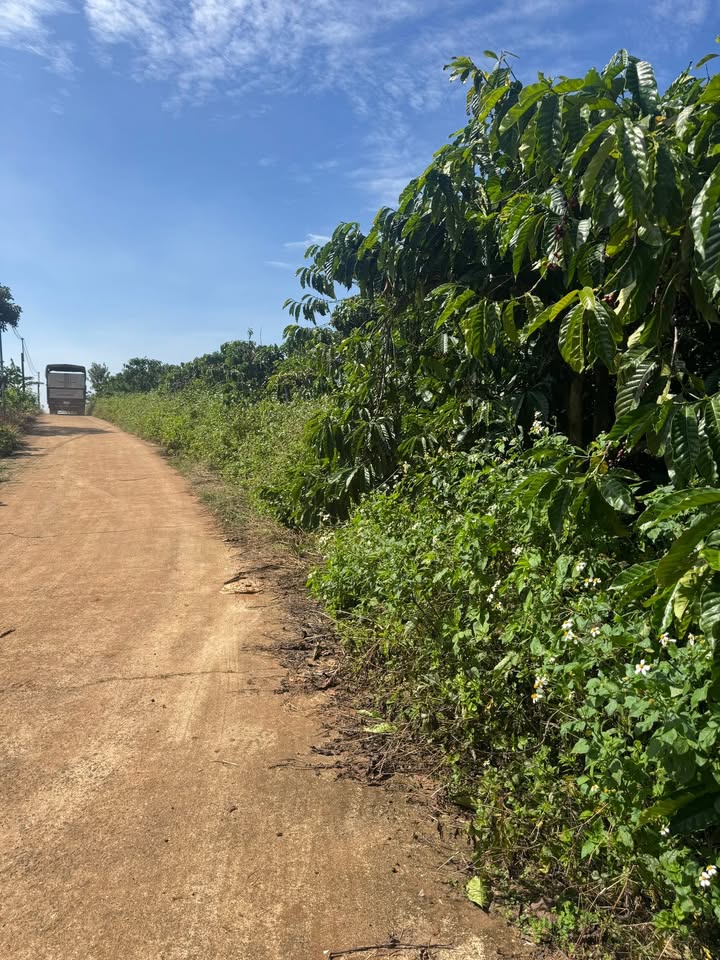 Đất nền Tân Hà 1585m² giá chỉ 2.2 tỷ - Mặt tiền đường nhựa thuận lợi!