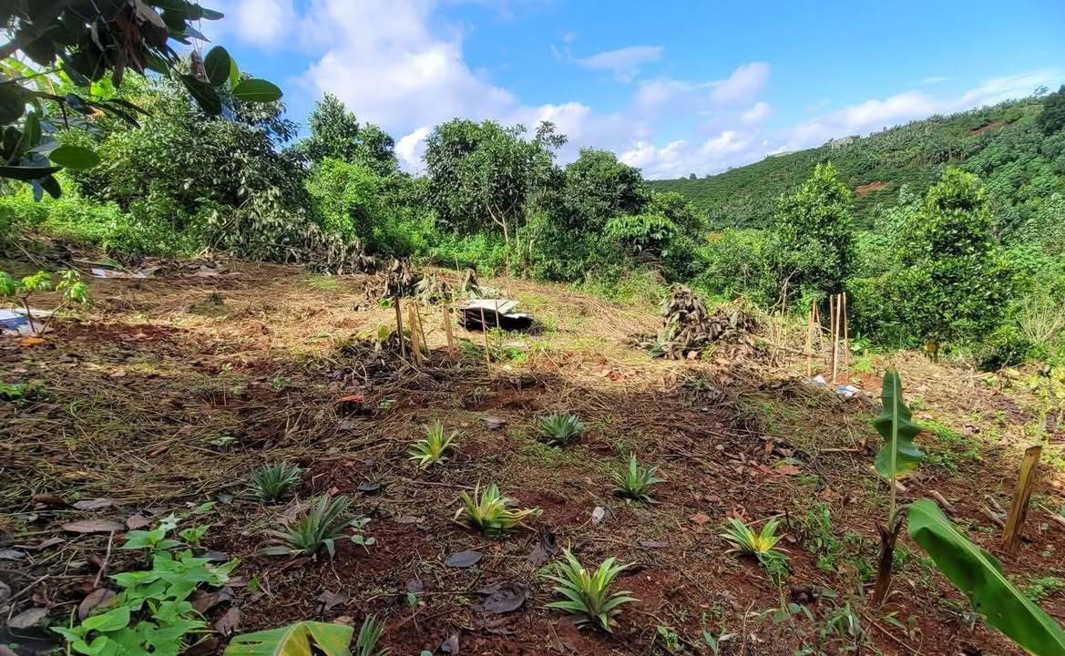 Đất vườn Gia Hiệp, Di Linh 3600m² giá 400 triệu - Cơ hội tuyệt vời cho người yêu thiên nhiên!