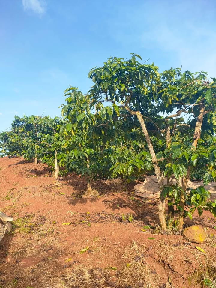 Đất phun cà phê Đạ Đờn Lâm Hà 9100m² giá 2.1 tỷ - Sổ đỏ chính chủ, bám đường lớn!