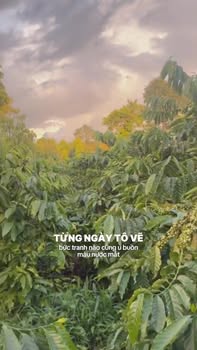 Farm 4,3ha tại xã Ia Grăng, Ia Grai giá 8.9 tỷ - Đầu tư sinh lời ngay!