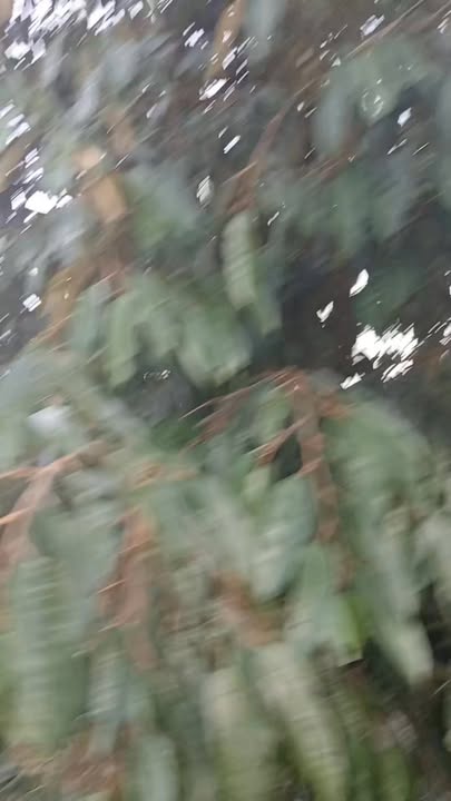 Đất nền 1.2ha tại Cư M'gar, Đắk Lắk - Giá chỉ 5.76 tỷ, cơ hội đầu tư tốt!