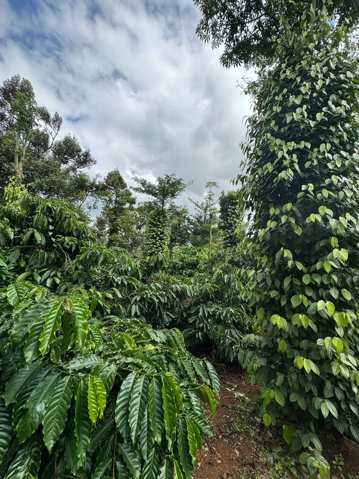 Đất nông nghiệp Hòa Đông, Krông Pắc 4000m² giá 650 triệu - Đầu tư sinh lời ổn định!