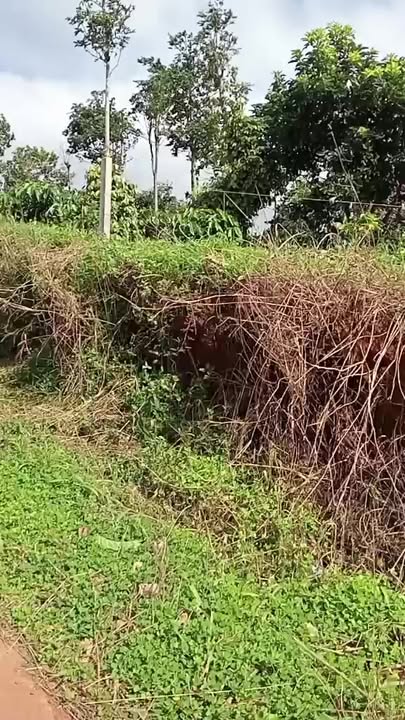 Đất nền 1350m² thôn 11 Nam Bình Đắk Song - Giá rẻ, pháp lý sổ đỏ