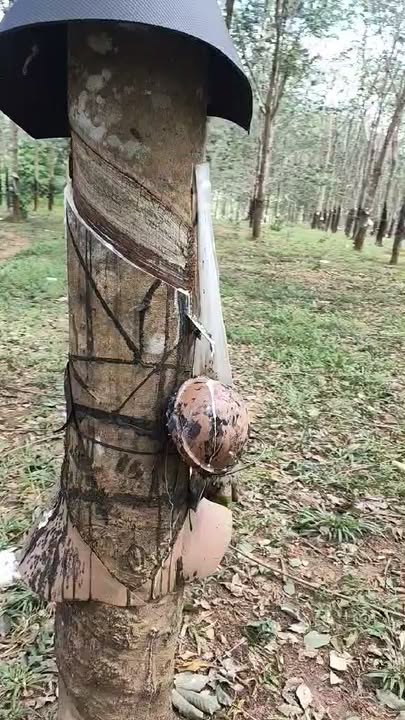 Lô rẫy Pô Kô 12.000m² giá 1.799 tỷ - Đất bằng đẹp, thổ cư sẵn!