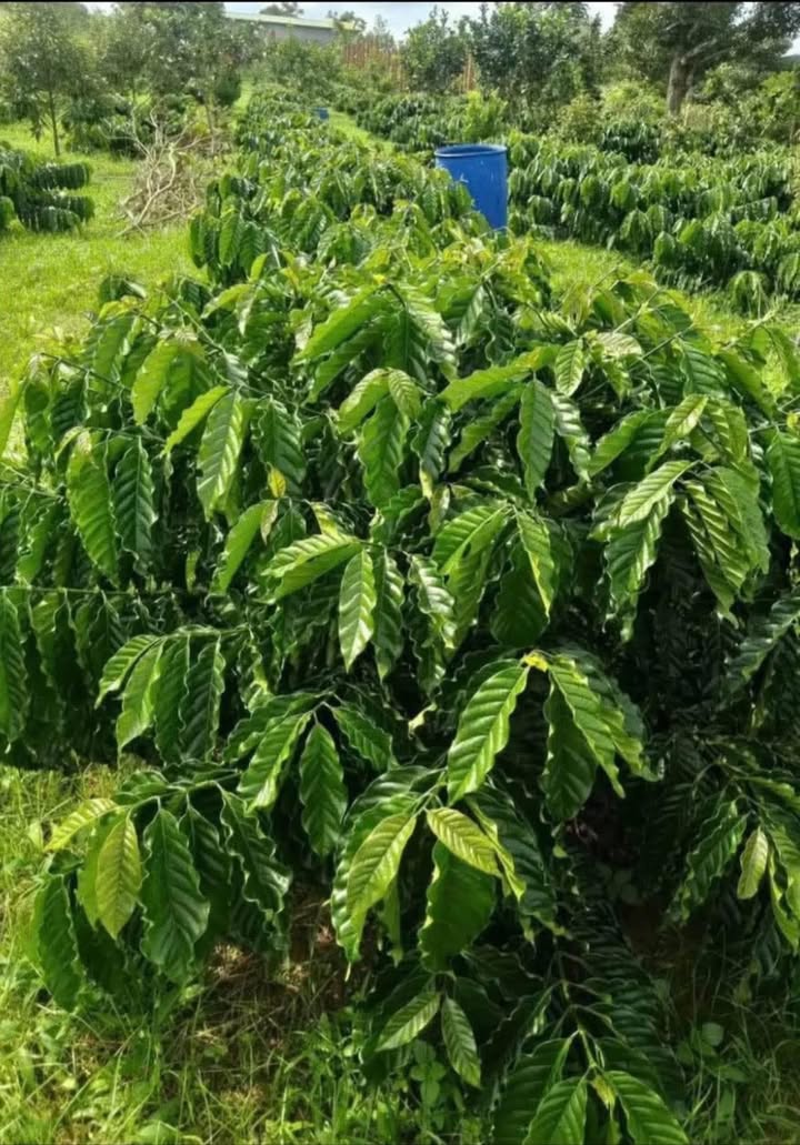 Đất nền Ea Kao Buôn Ma Thuột 8000m² giá chỉ 1.9 tỷ - Cơ hội đầu tư tuyệt vời!